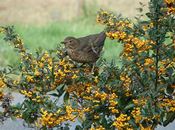 La nature et ses habitants