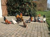 Les petites et les grandes poules