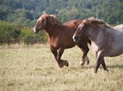 Jeu de galop