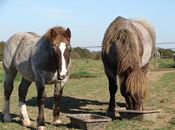 Madenn er Mor & Utopie des Ronderais (Trait Breton)